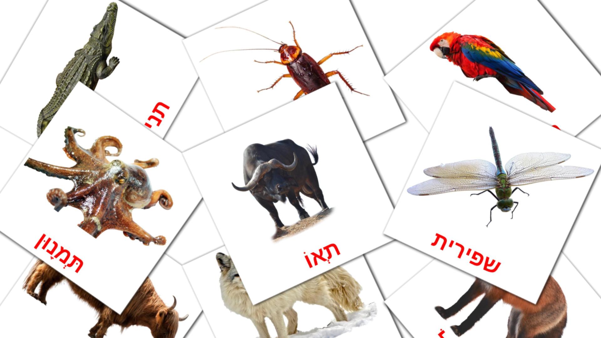 חיות hebrew vocabulary flashcards