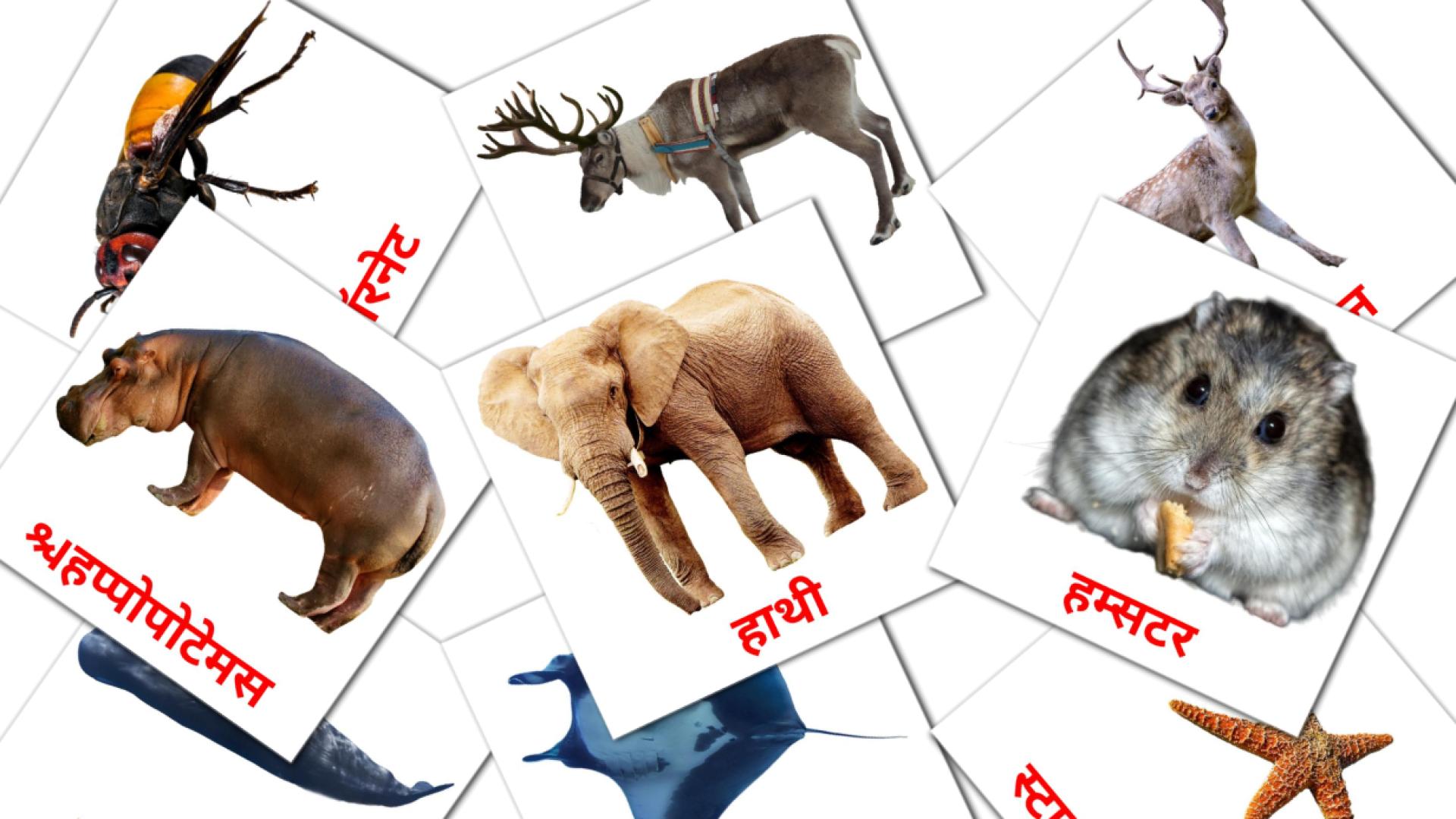 Fiches de vocabulaire hindies sur जानवर