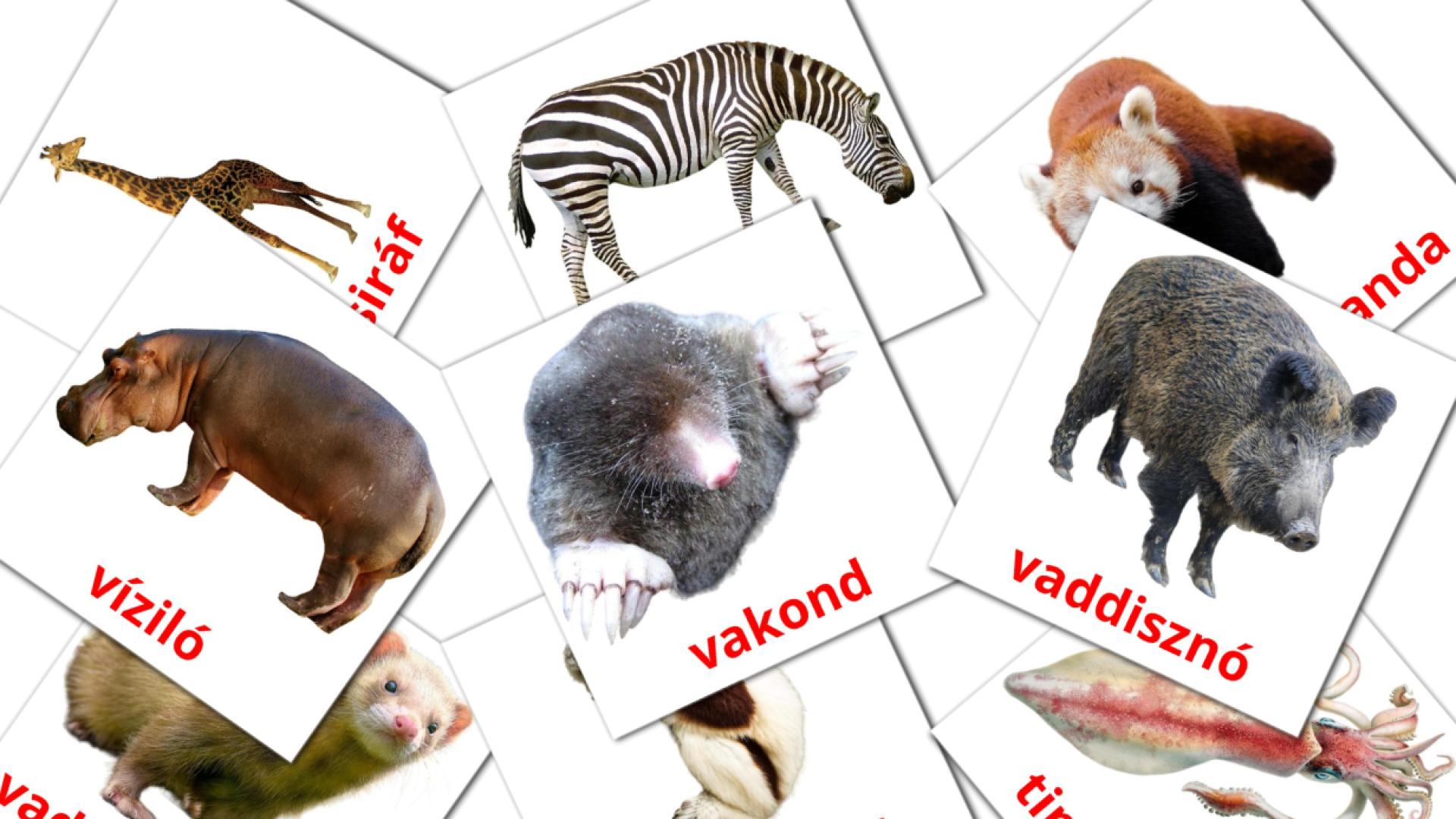 Állatok Flashcards di vocabolario ungherese