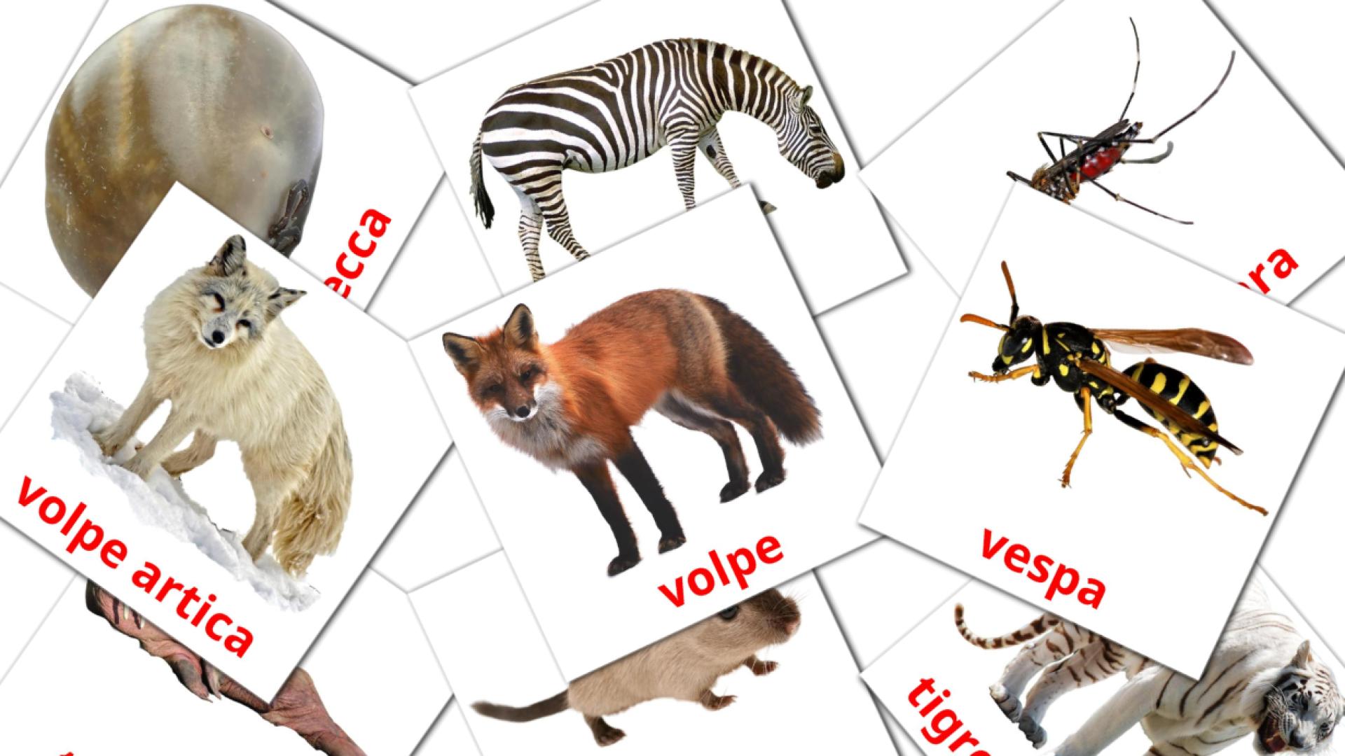 Animali Flashcards di vocabolario pashto