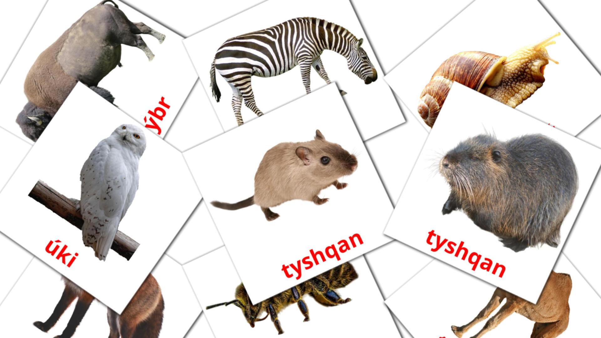Janýarlar kazakh(latin) vocabulary flashcards