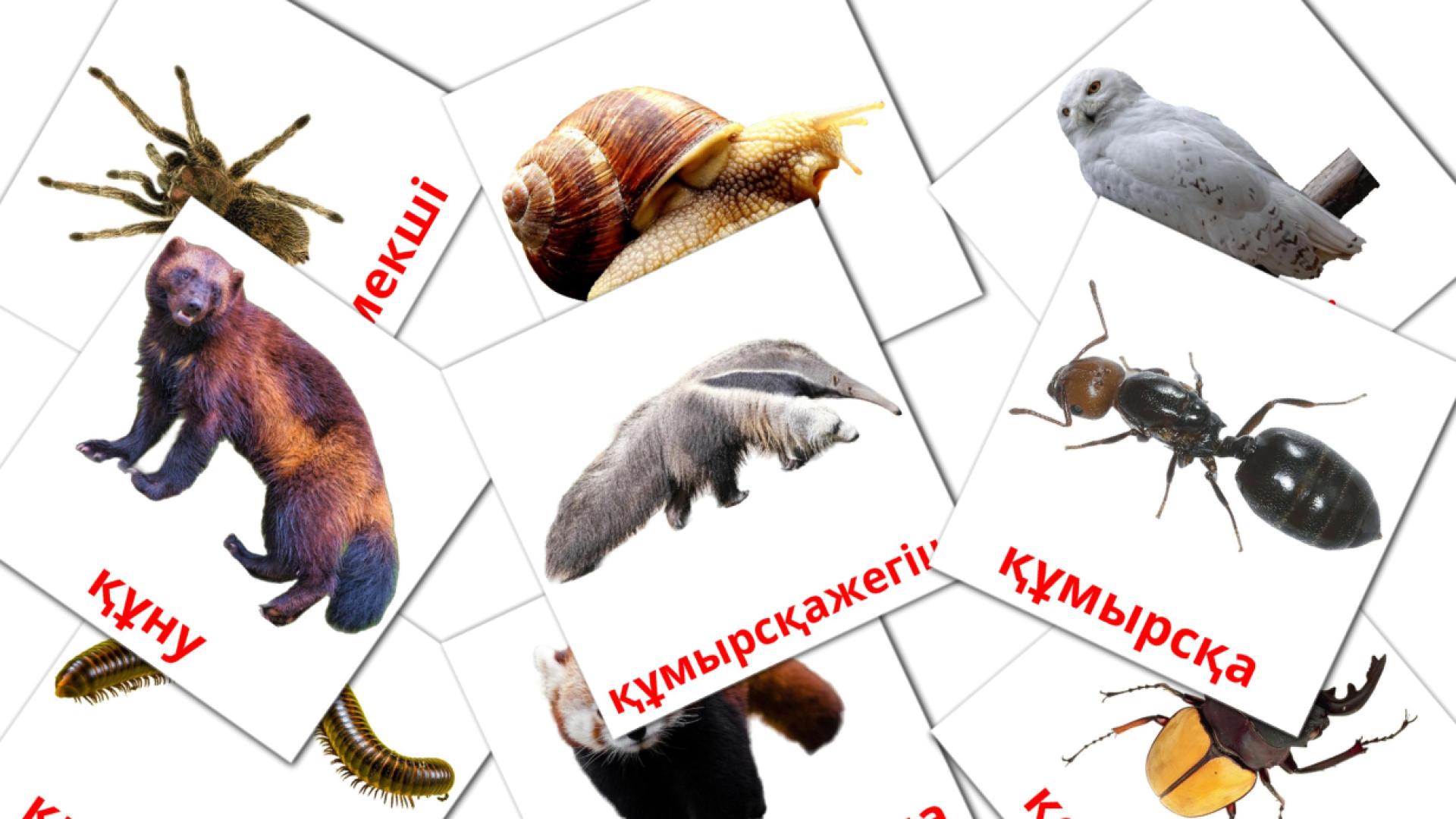 Жануарлар kazakh vocabulary flashcards