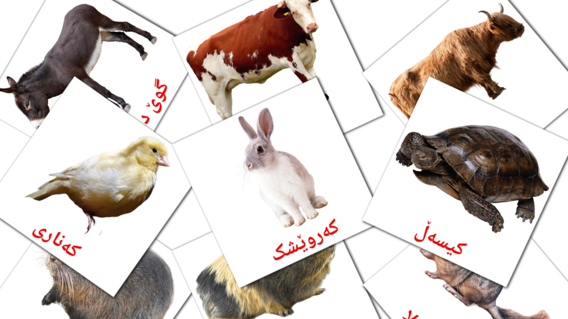 ئاژەڵەکان  kurdish(sorani) vocabulary flashcards