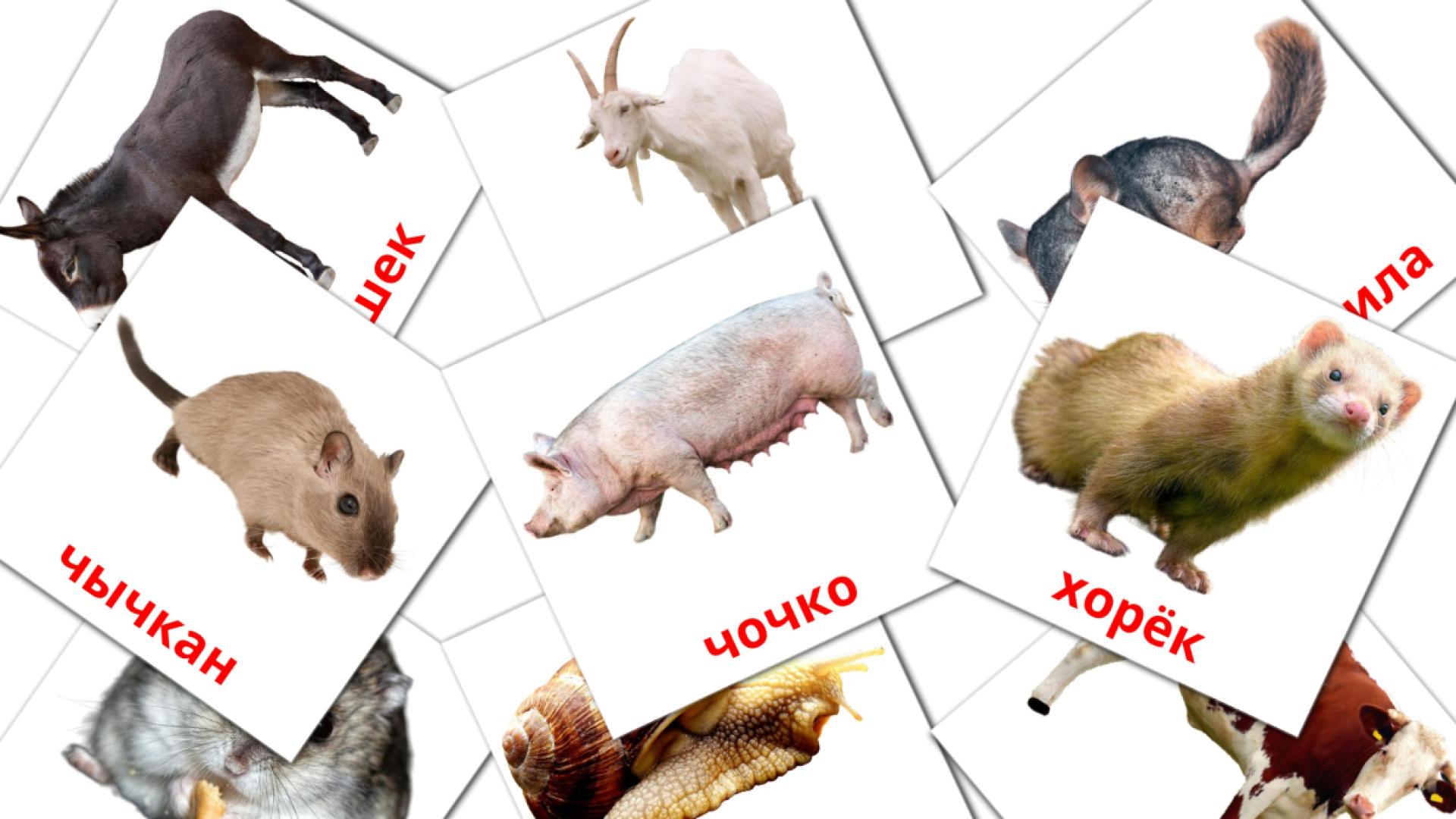 kirguís tarjetas de vocabulario en Жаныбарлар