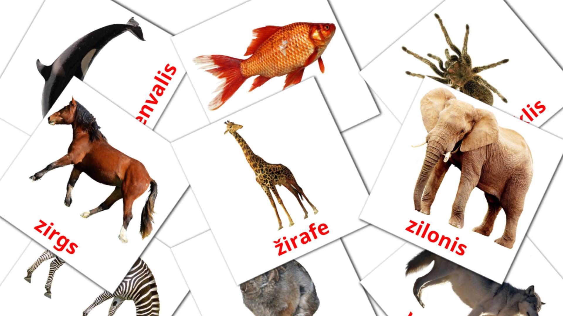 letón tarjetas de vocabulario en dzīvnieki