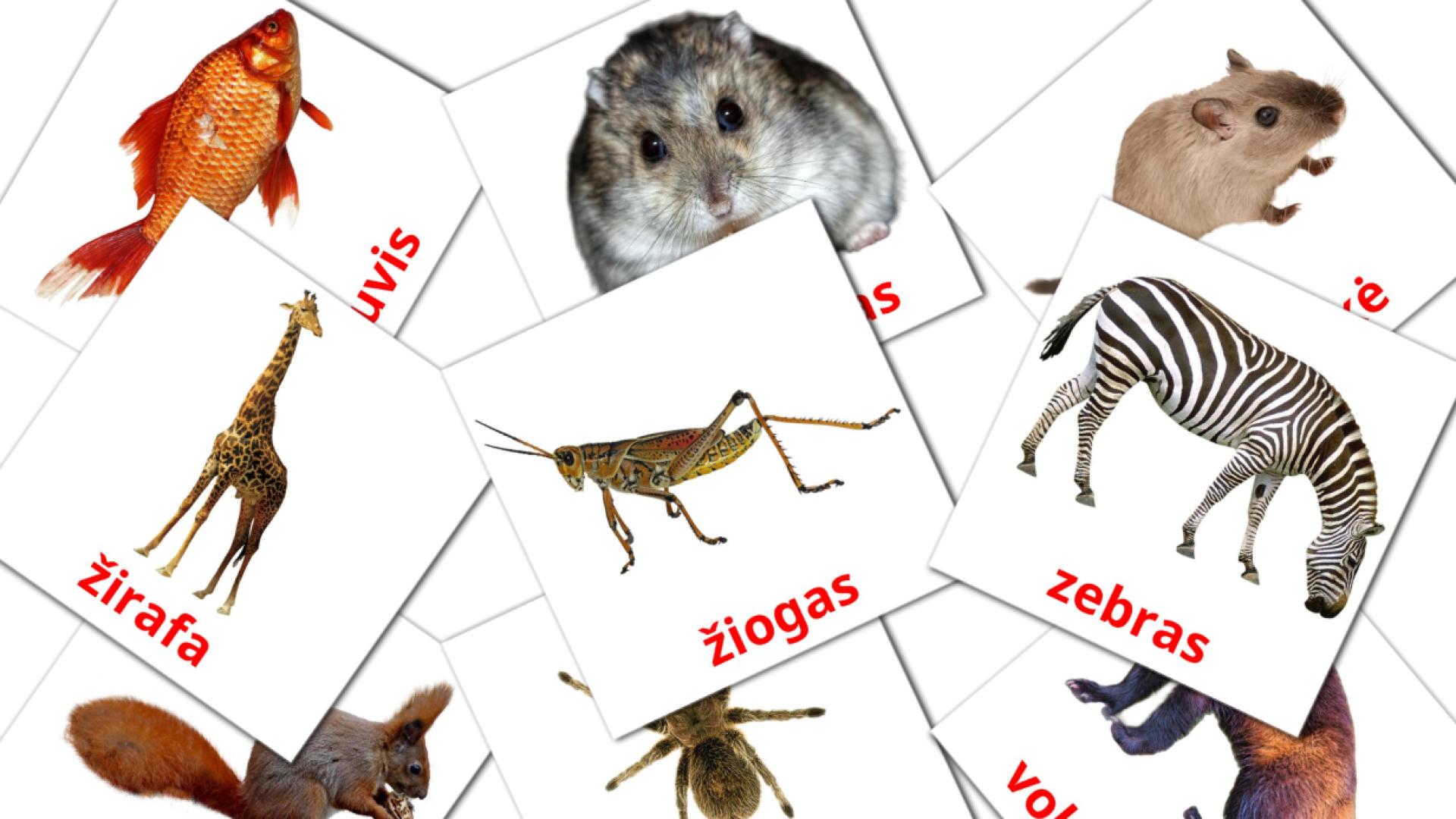 Gyvūnai Flashcards di vocabolario lituano