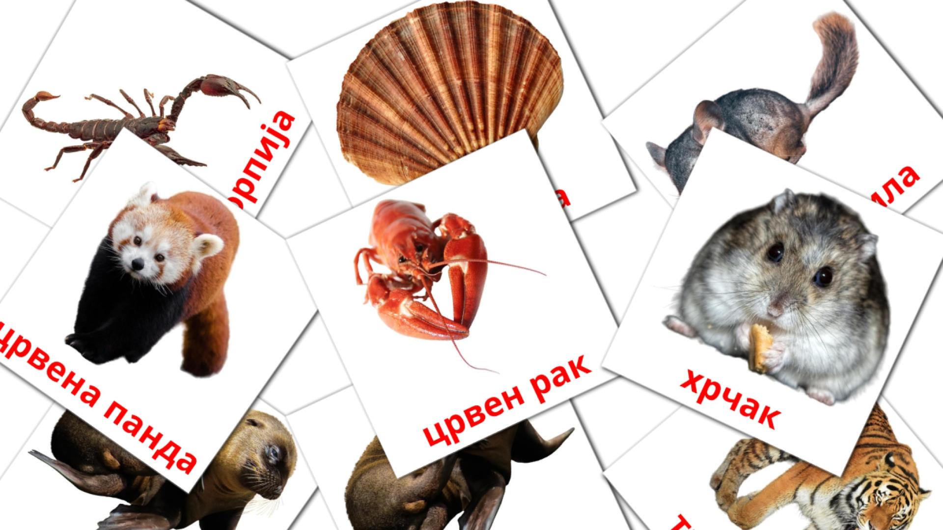 Mazedonisch Животниe Vokabelkarteikarten