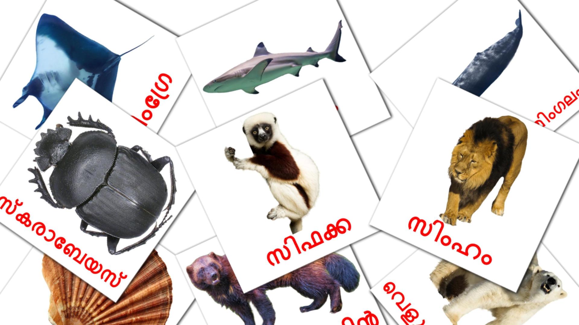 malayalam tarjetas de vocabulario en മൃഗങ്ങൾ