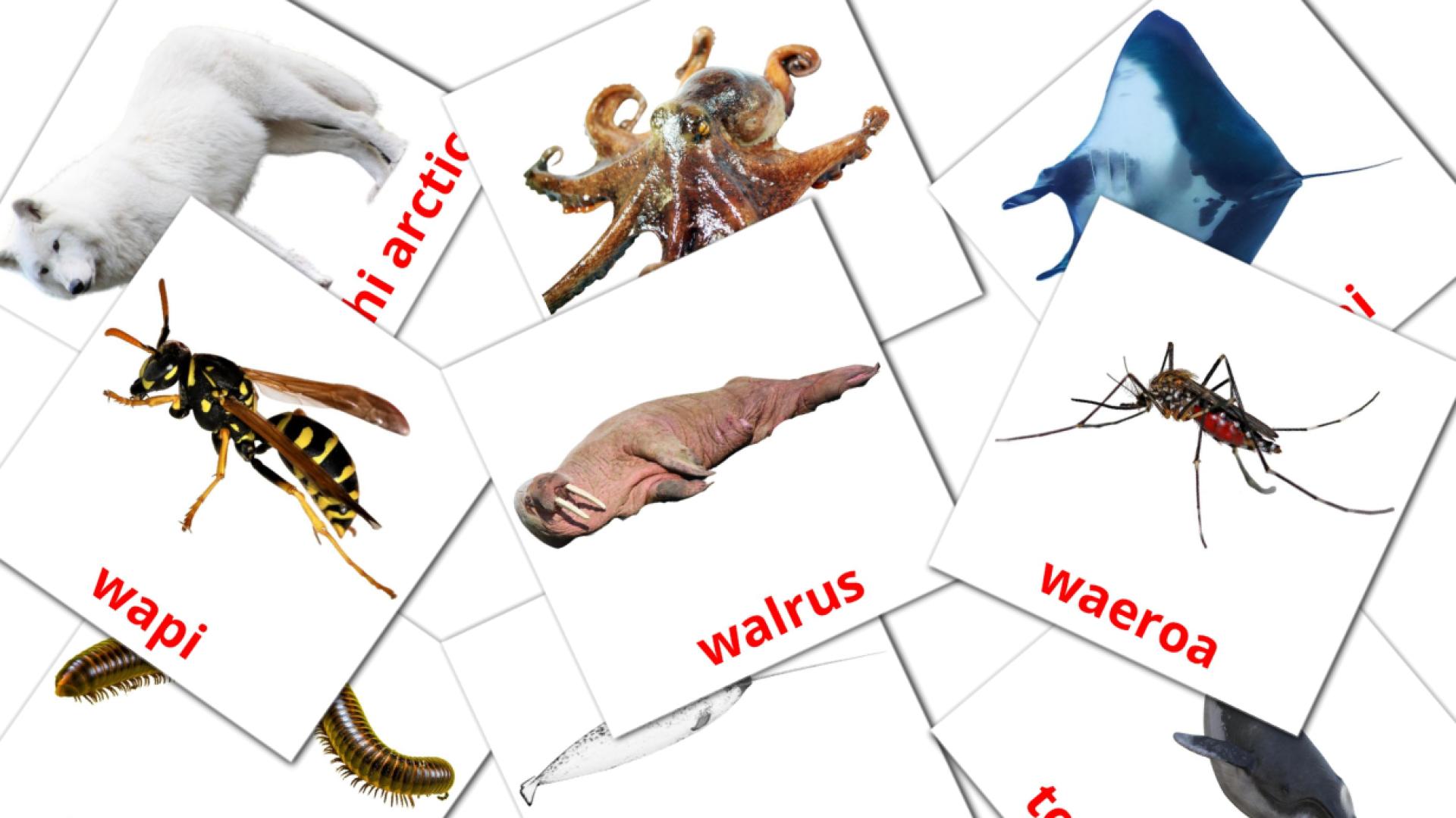 Kararehe Flashcards di vocabolario maori