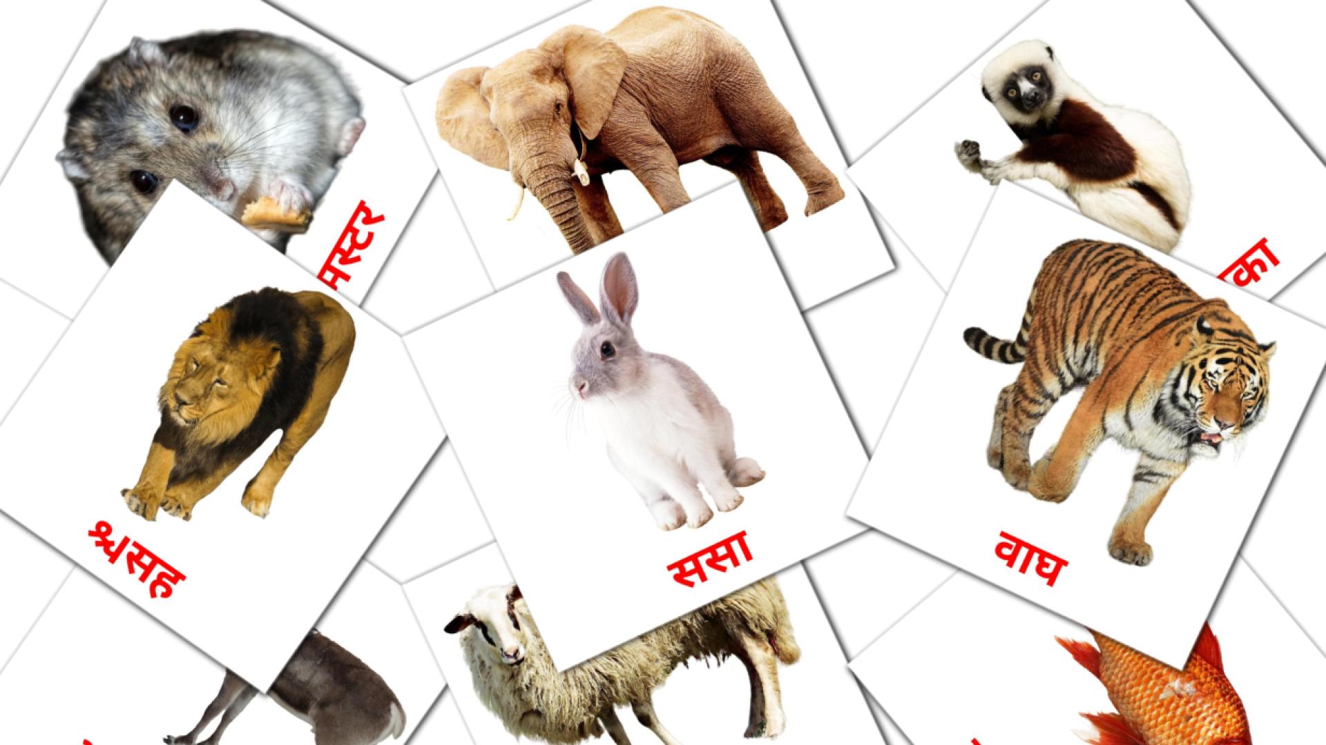 marathi tarjetas de vocabulario en प्राणी