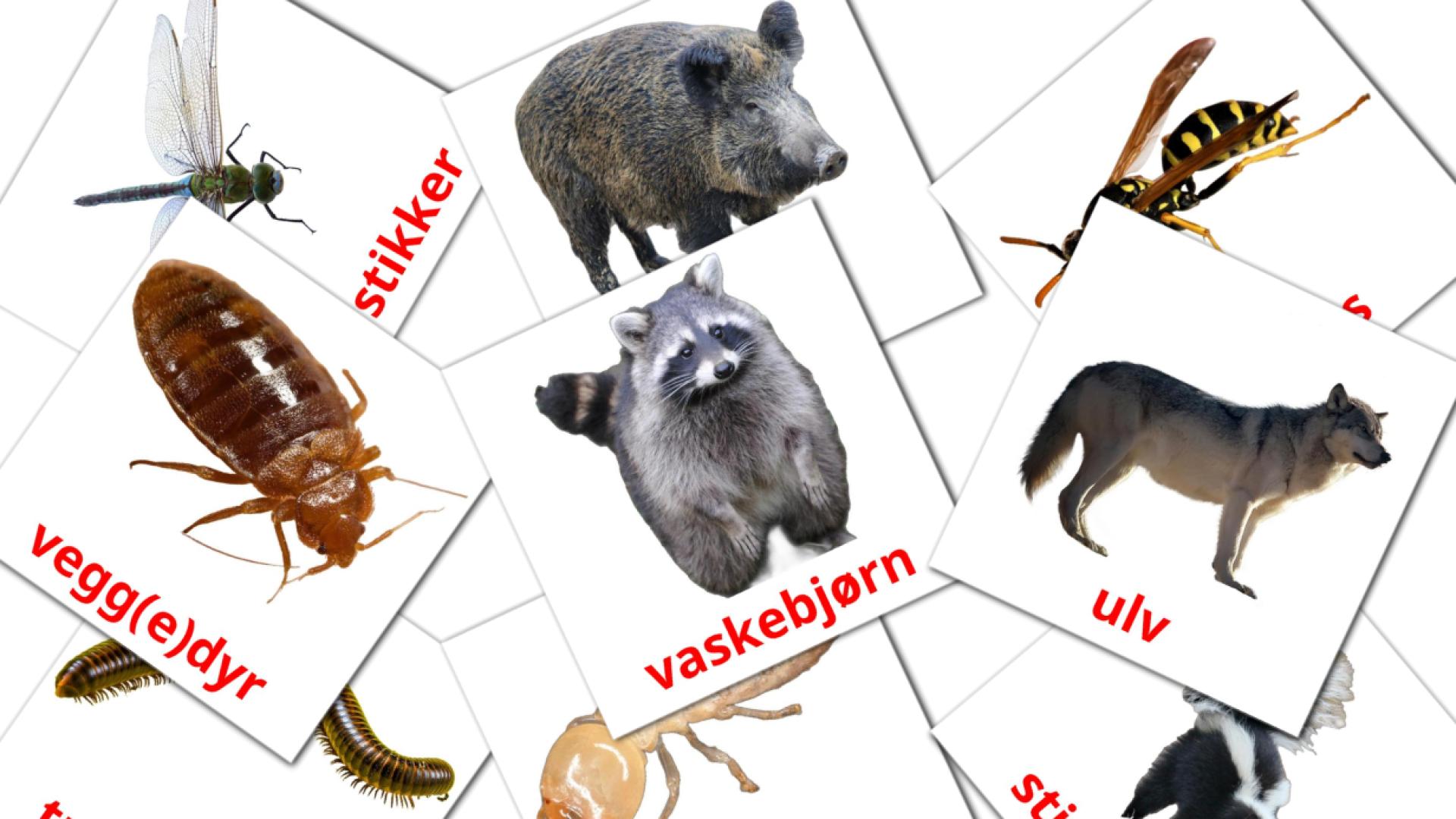 noruego tarjetas de vocabulario en dyr