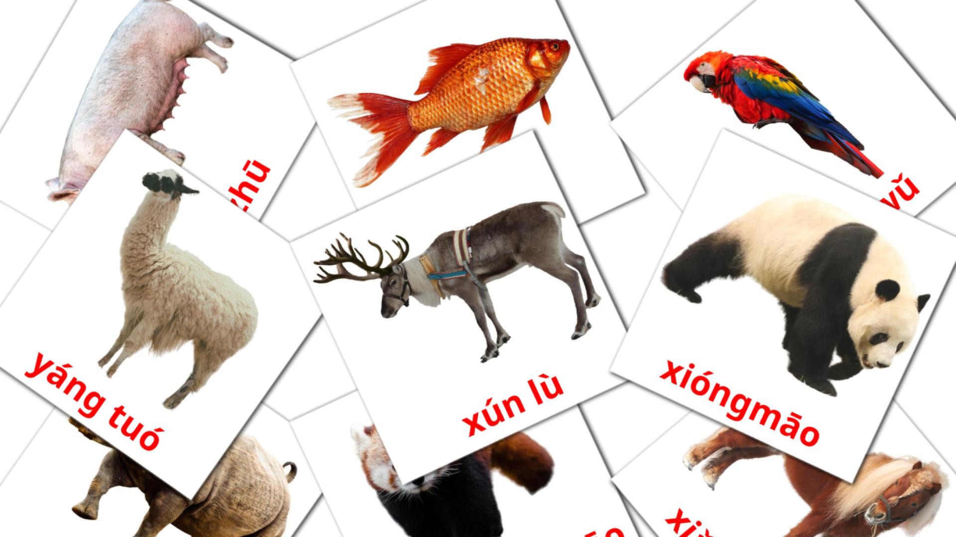 касатка Flashcards di vocabolario pinyin