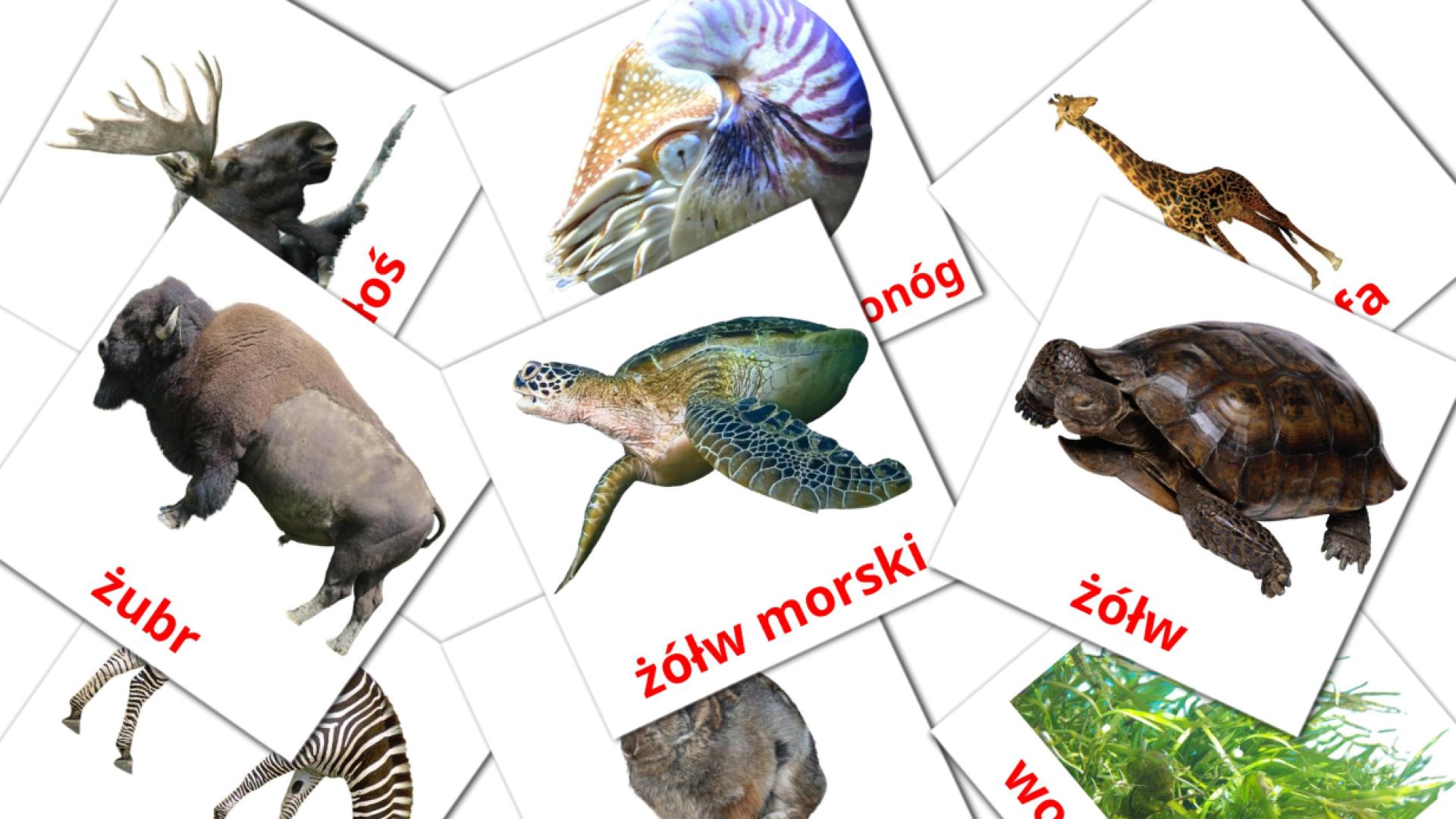 zwierzęta Flashcards di vocabolario polacco
