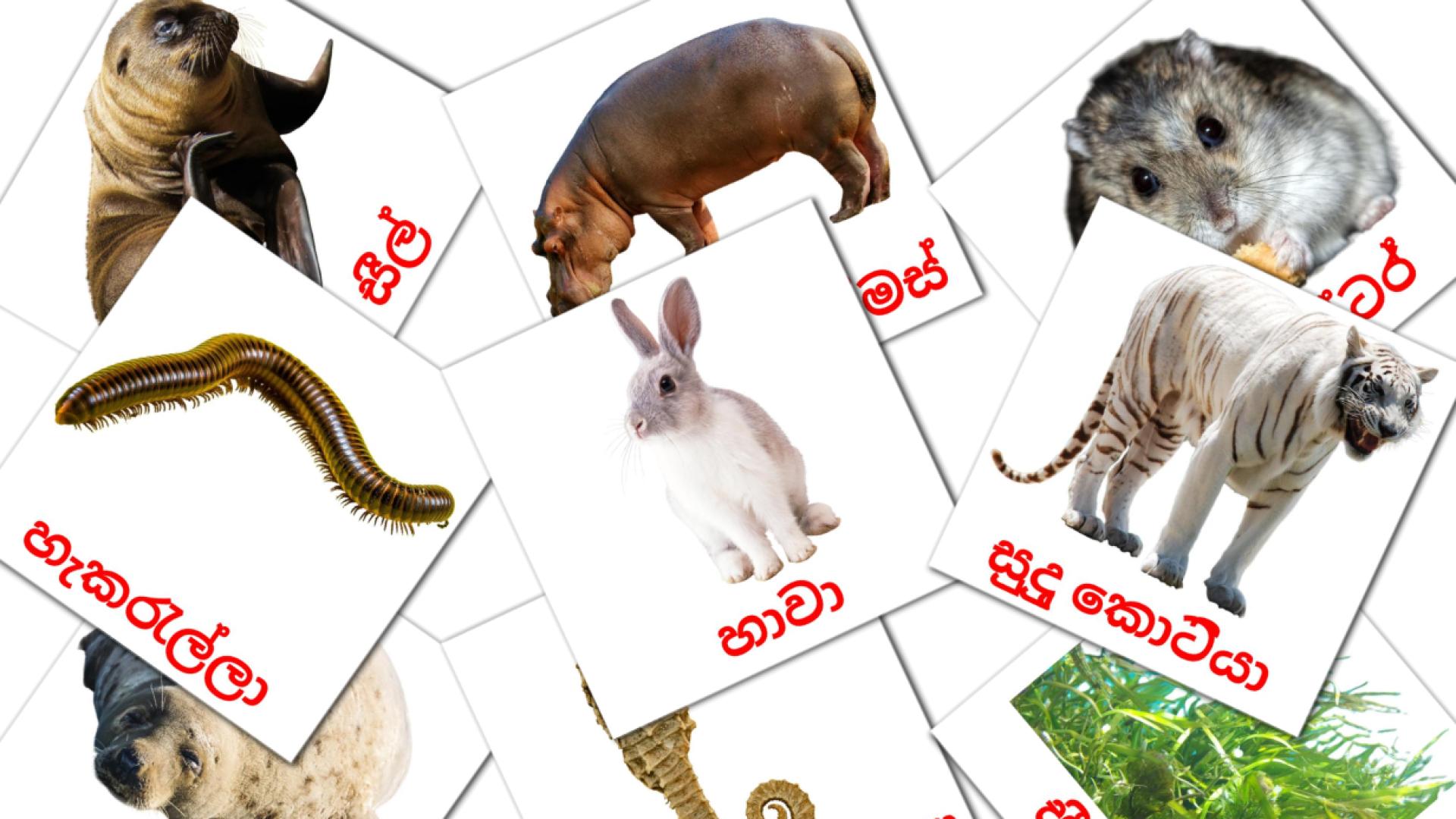 Карточки Домана සතුන්  на сингальском языке