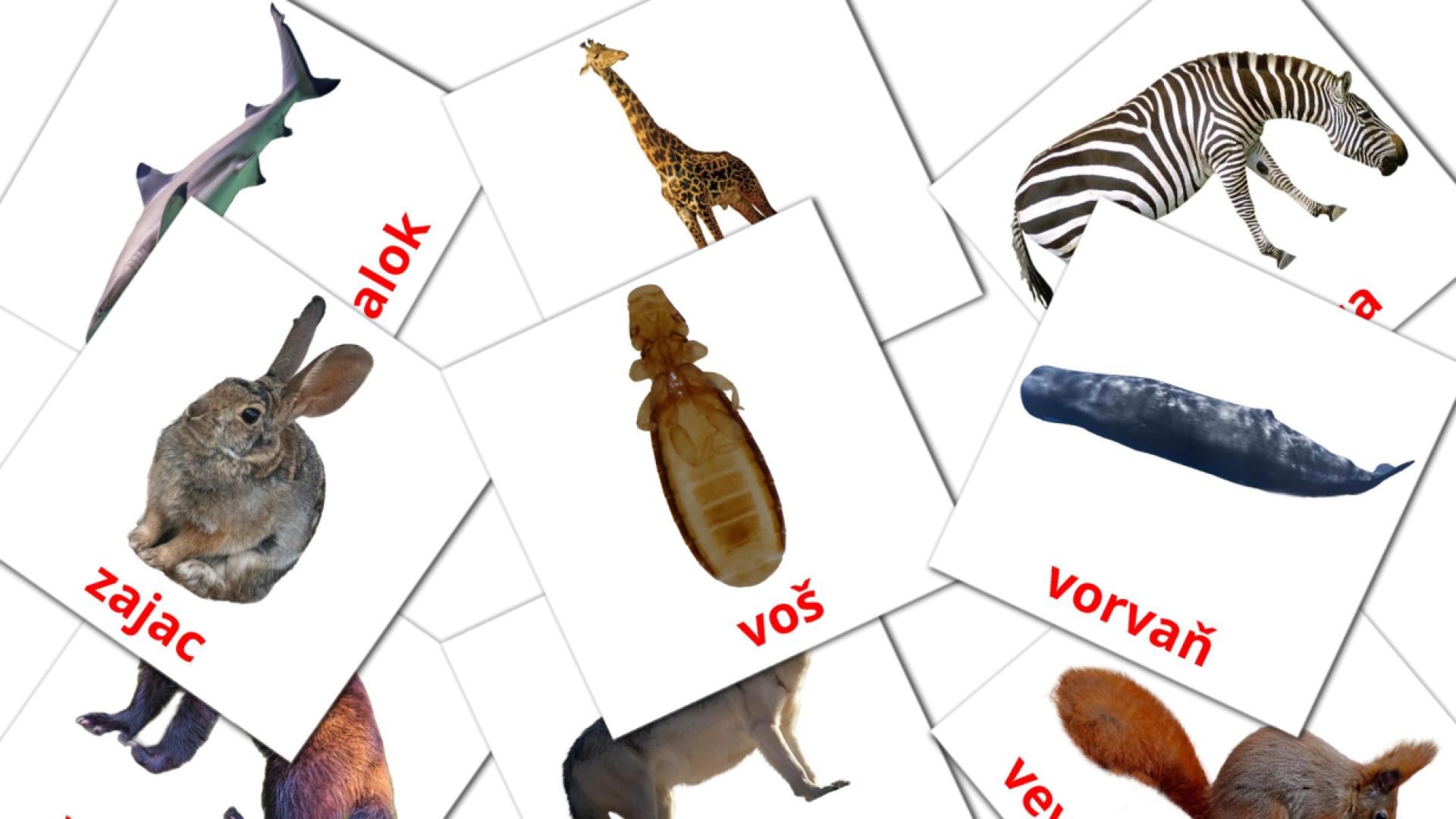 eslovaco tarjetas de vocabulario en Zvieratá