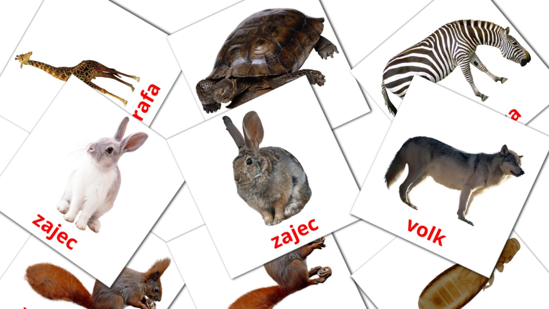 esloveno tarjetas de vocabulario en Živali