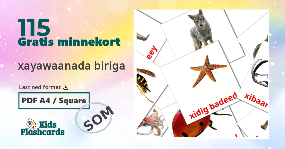 Dyr bildekort