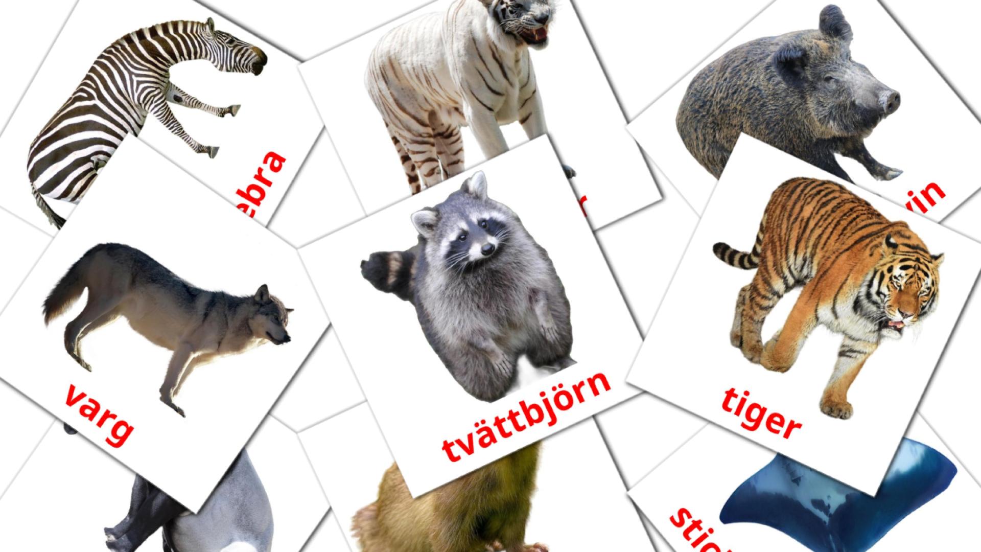 Djur swedish vocabulary flashcards