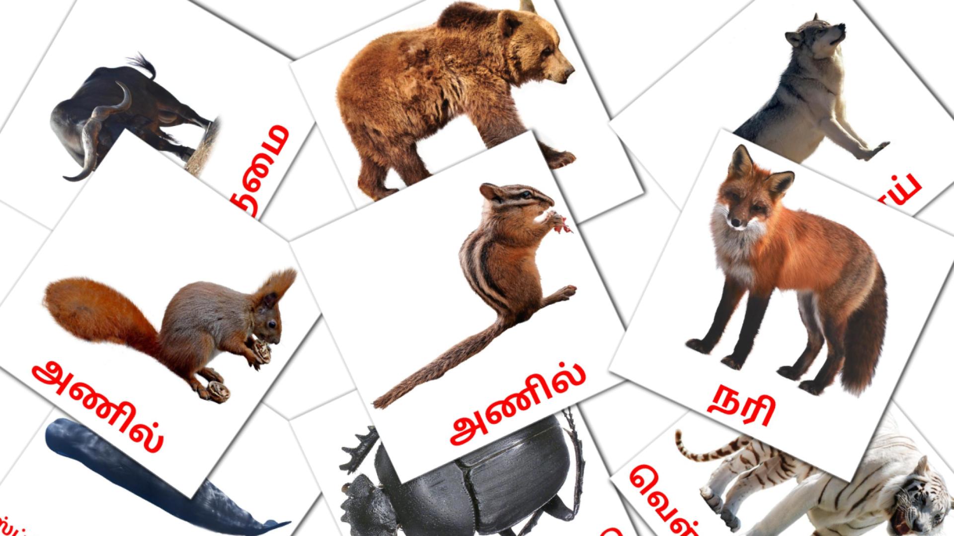 Fiches de vocabulaire tamiles sur விலங்குகள்