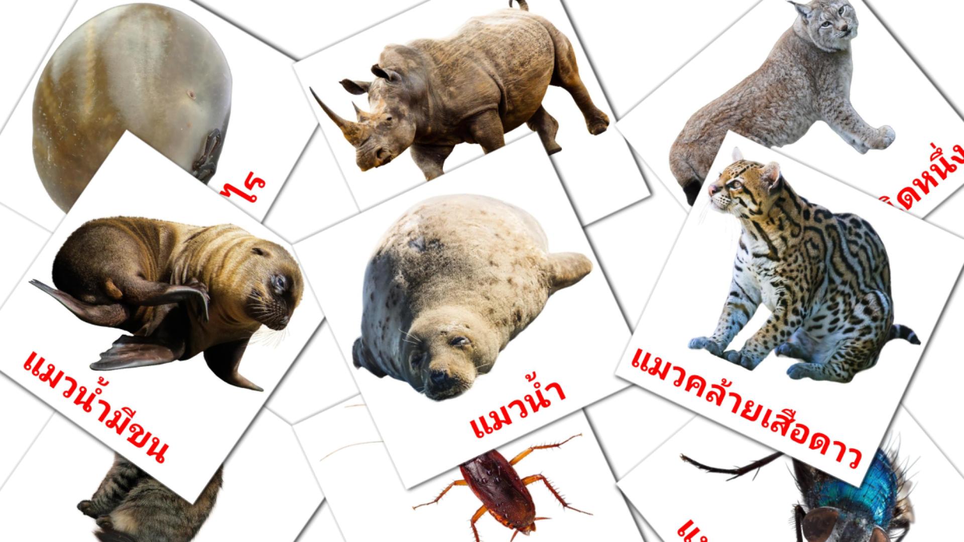 tailandés tarjetas de vocabulario en สัตว์โลก