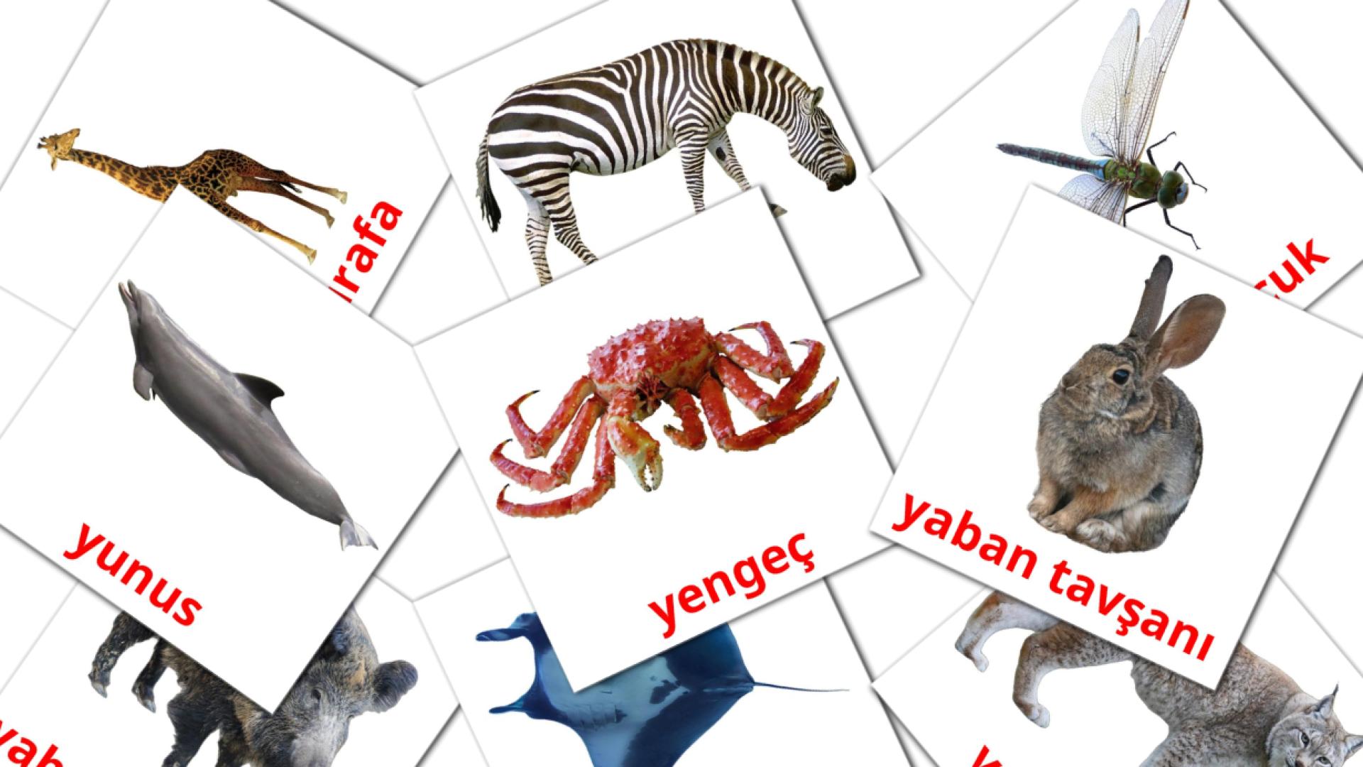 Hayvanlar Flashcards di vocabolario turco