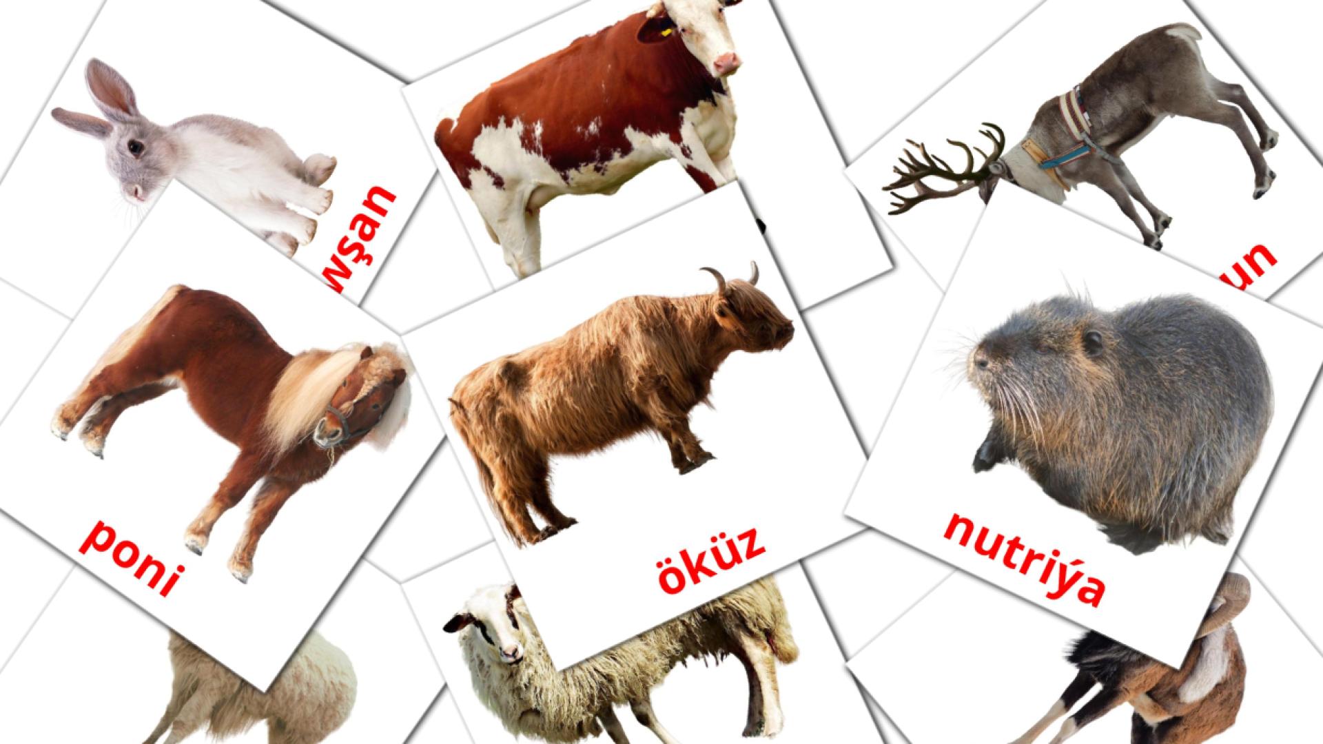 turcomano tarjetas de vocabulario en Haýwanlar