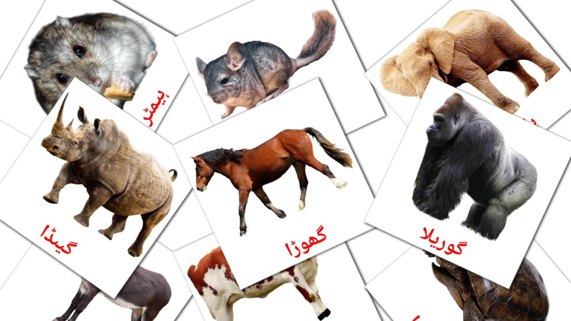 جانور urdu vocabulary flashcards