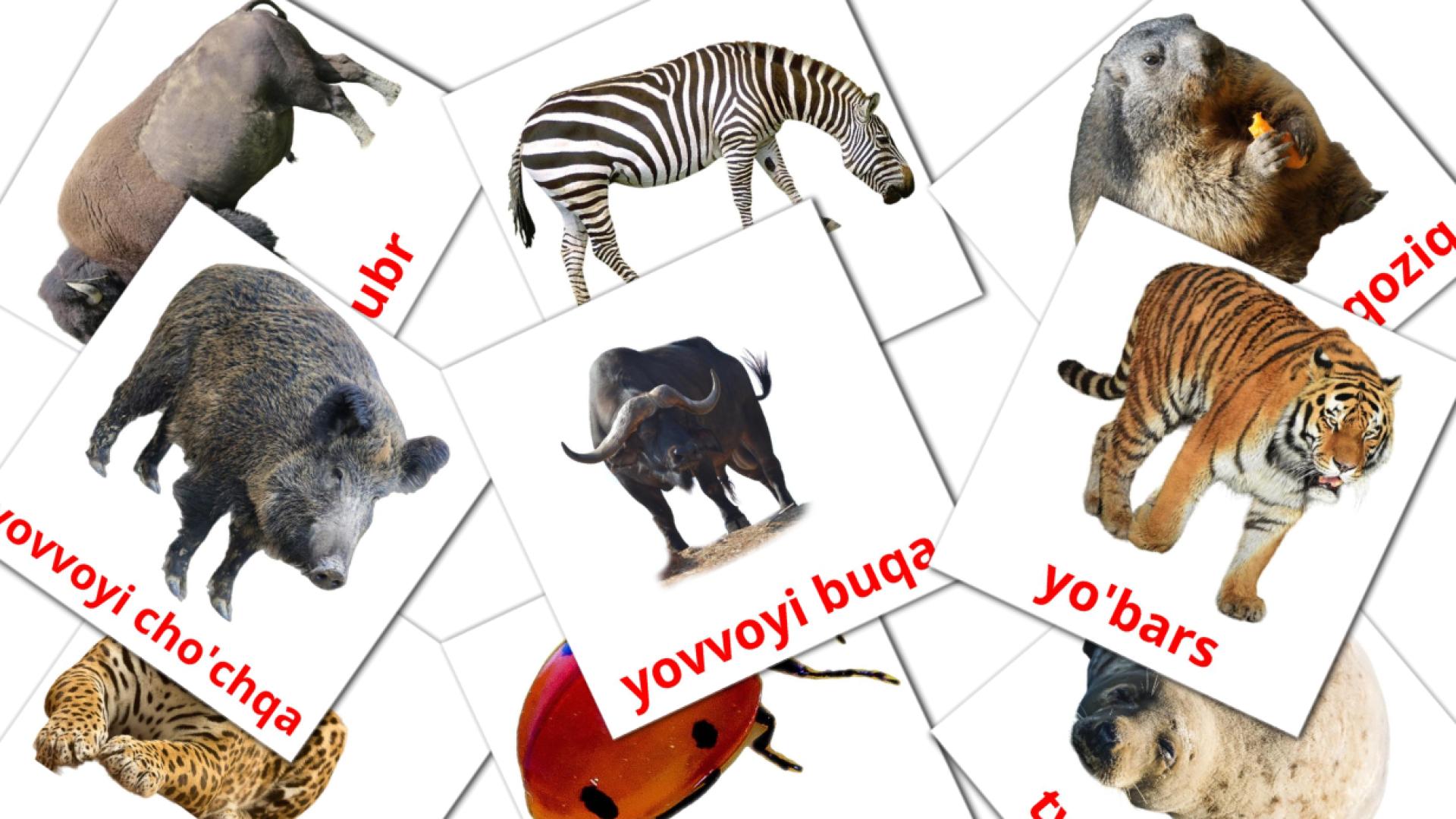 Hayvonlar Flashcards di vocabolario uzbek
