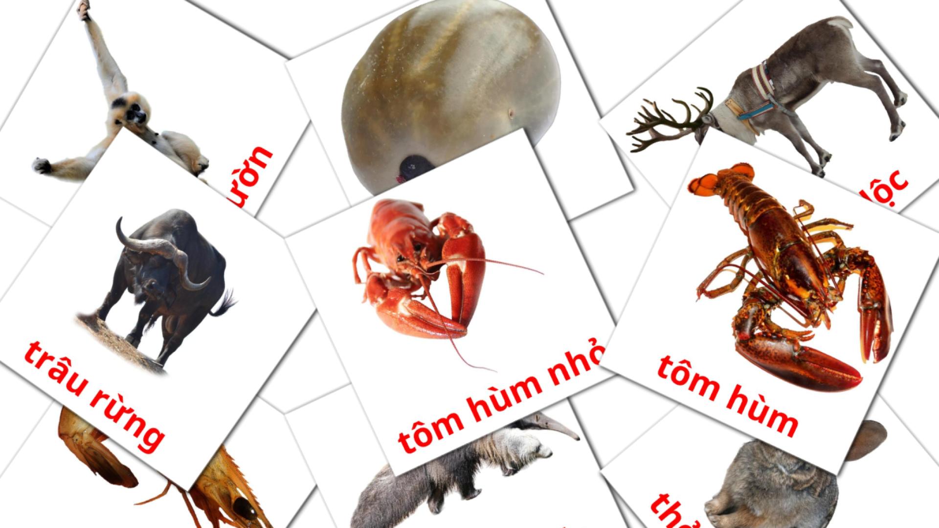 Fiches de vocabulaire vietnamienes sur động vật