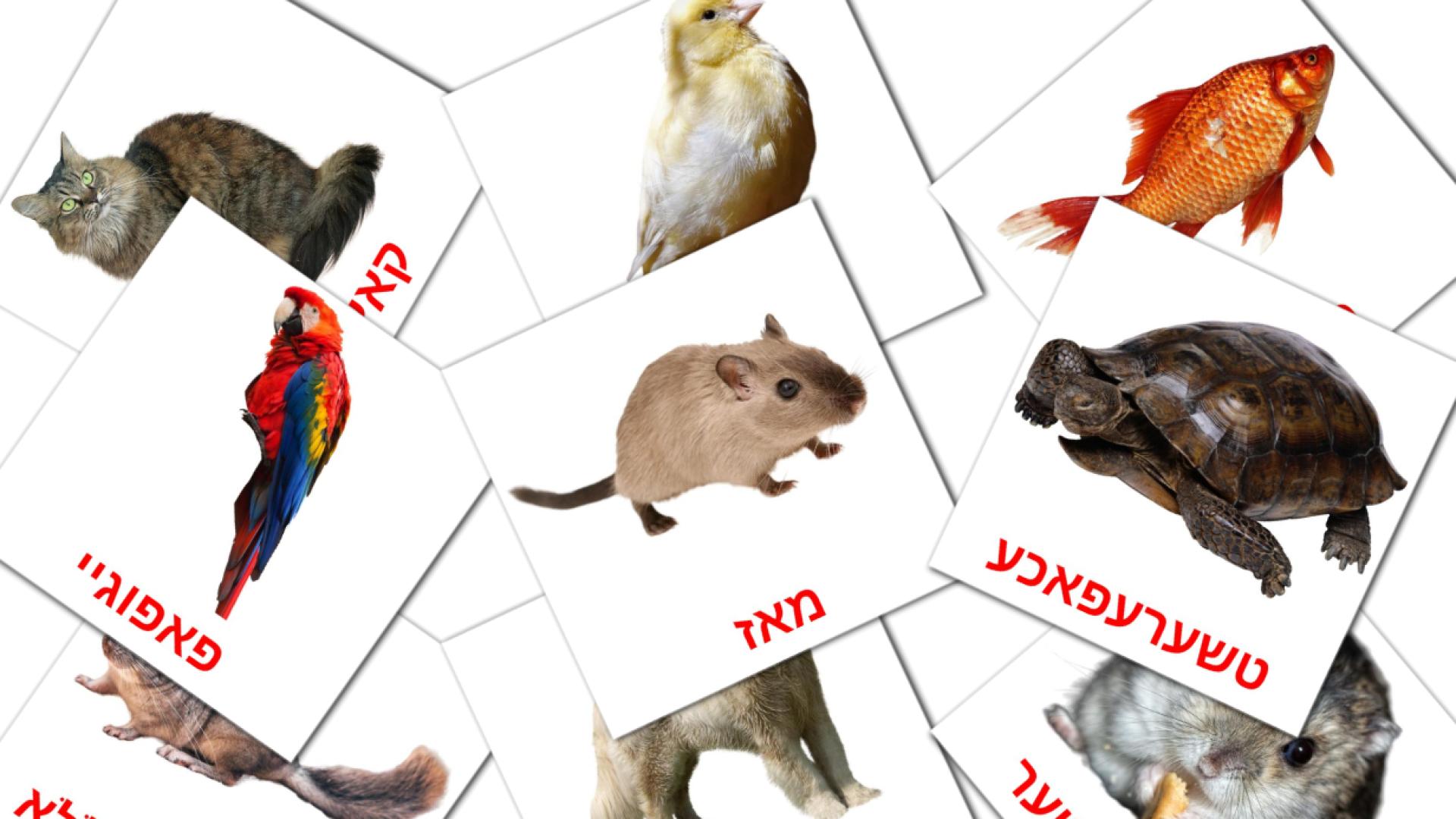 10 חיות flashcards