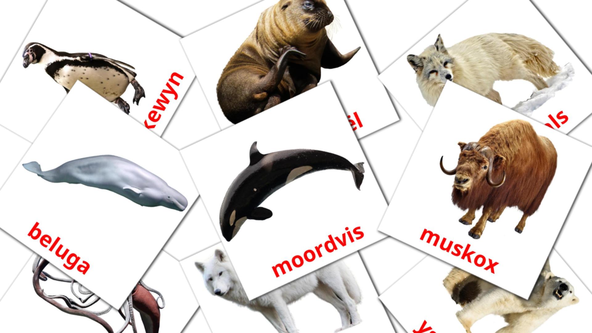 Arctic animals - afrikaans vocabulary cards