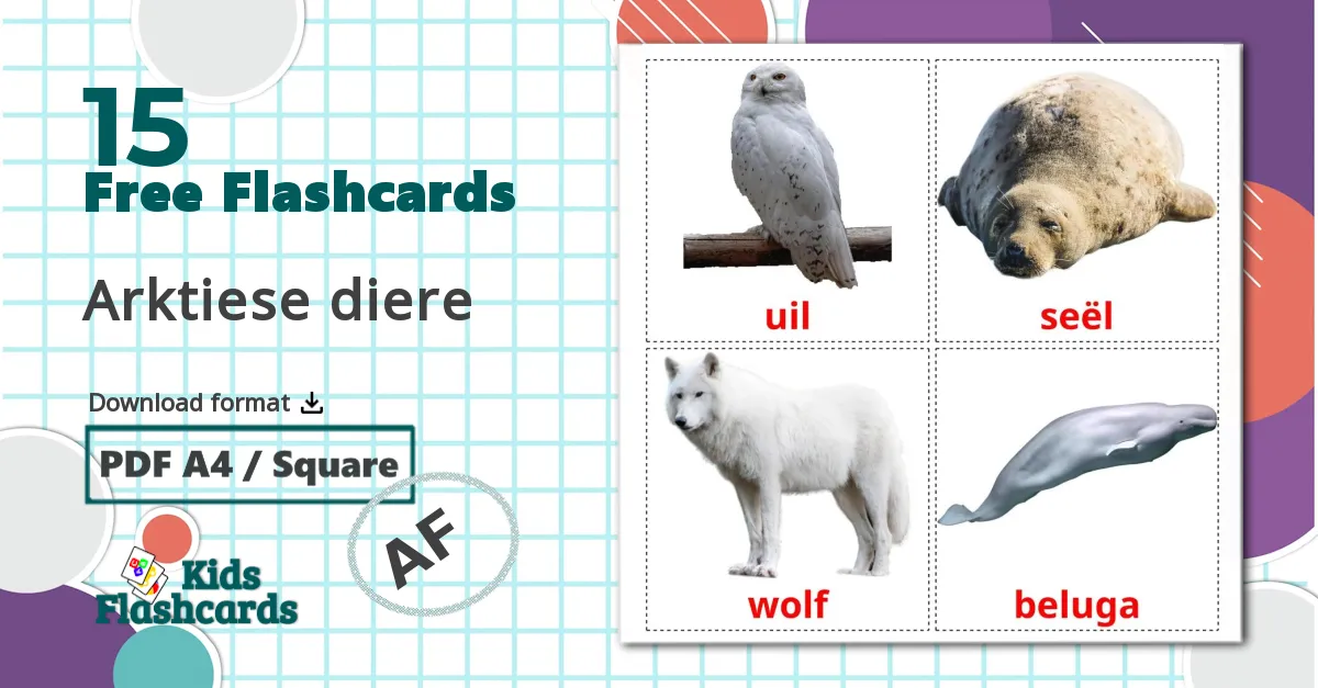 Arctic animals - afrikaans vocabulary cards