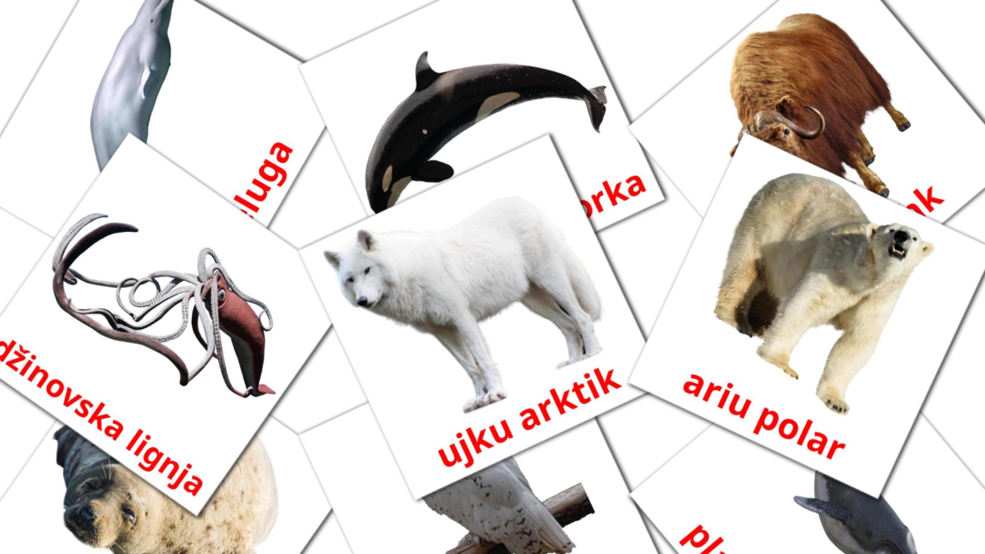 Arctic animals - albanian vocabulary cards