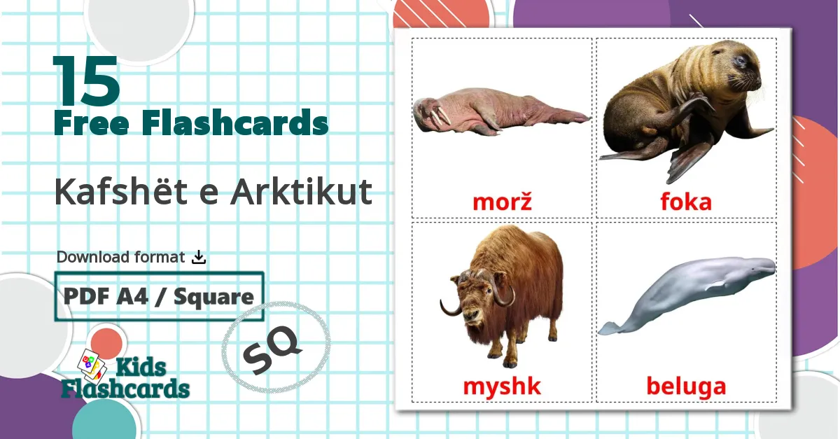 Arctic animals - albanian vocabulary cards