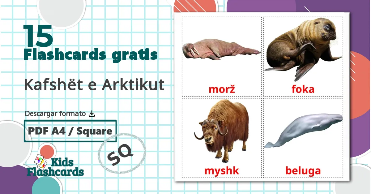 Animales del Ártico - tarjetas de vocabulario en albanés