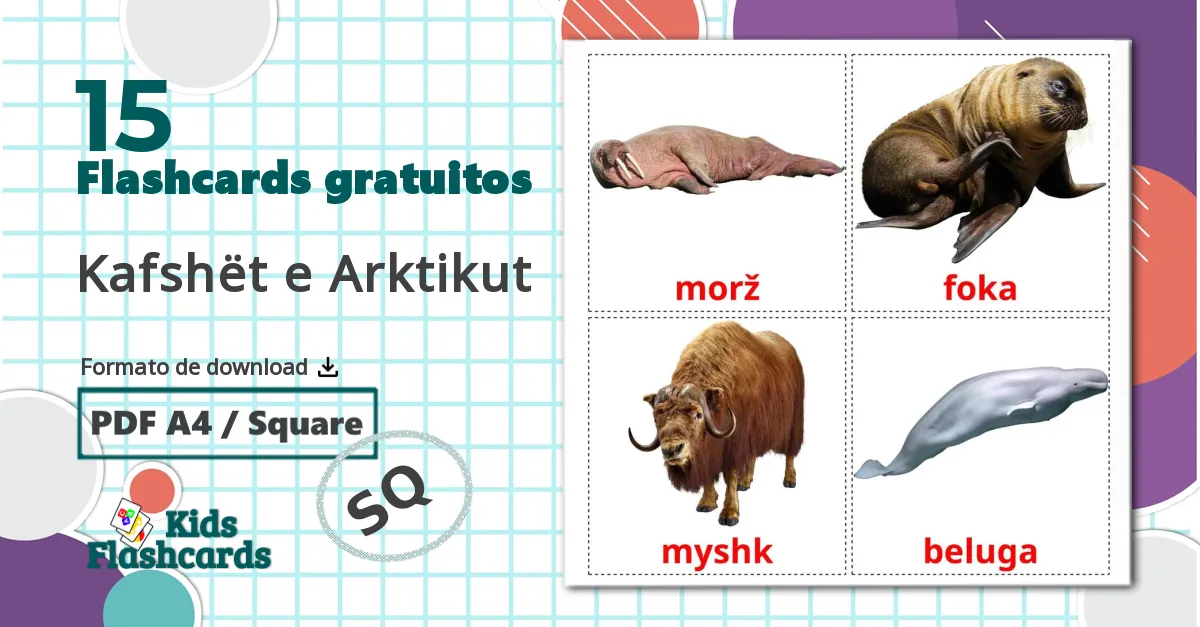 Animais do Ártico - Cartões de vocabulário albanês