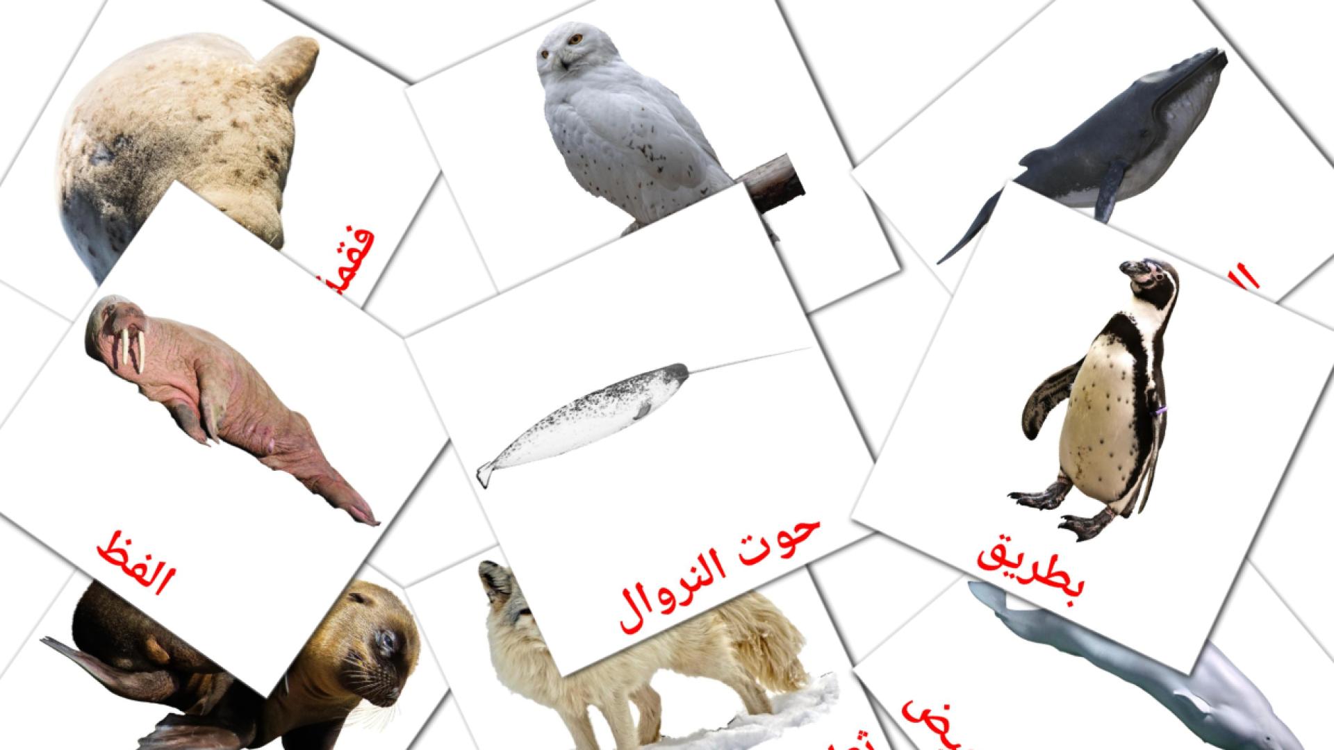 14 Bildkarten für حيوانات القطب الشمالي