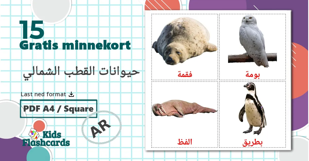 Arktiske dyr - Ordforrådskort for arabisk