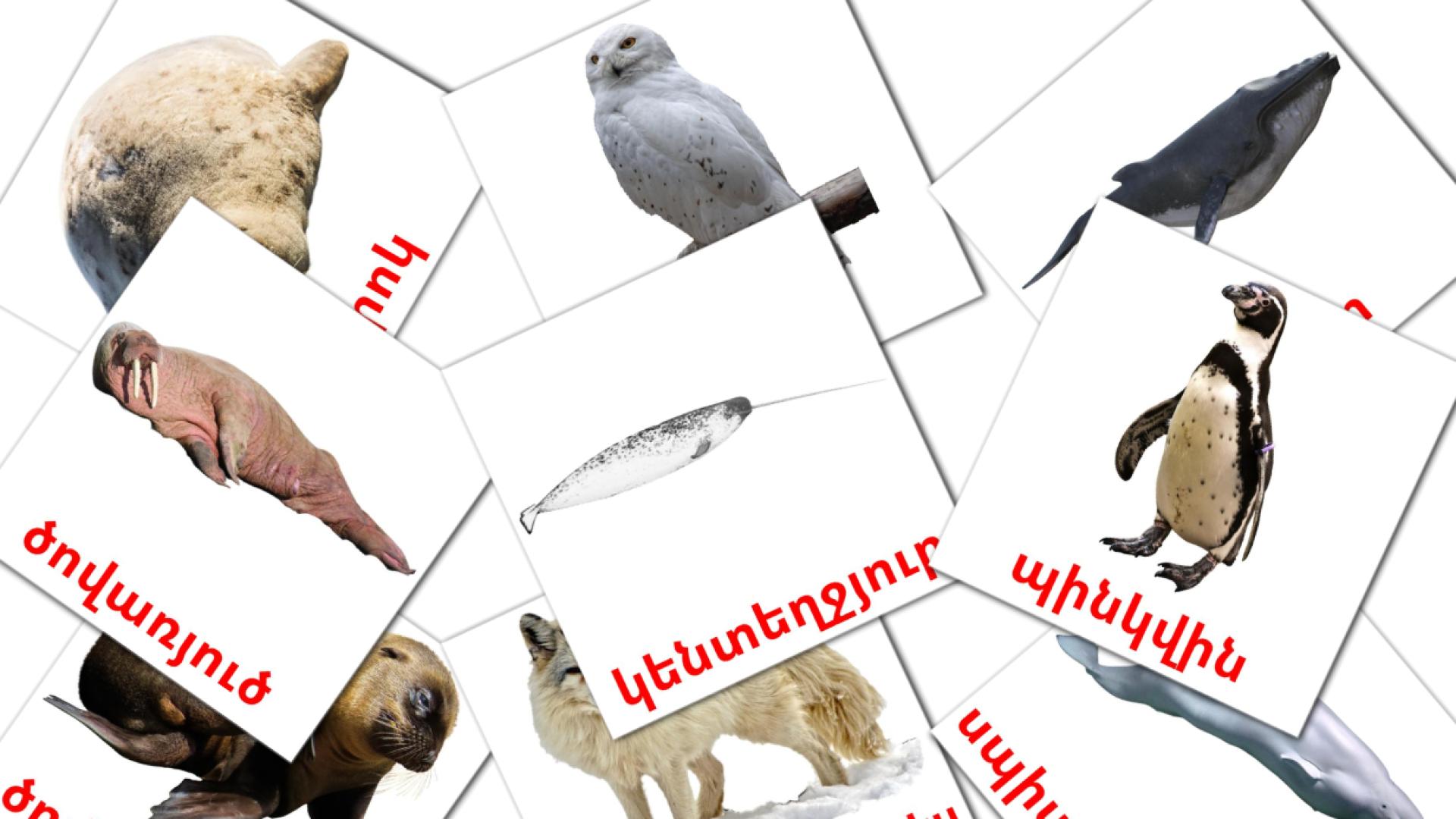 Arctic animals - armenian vocabulary cards