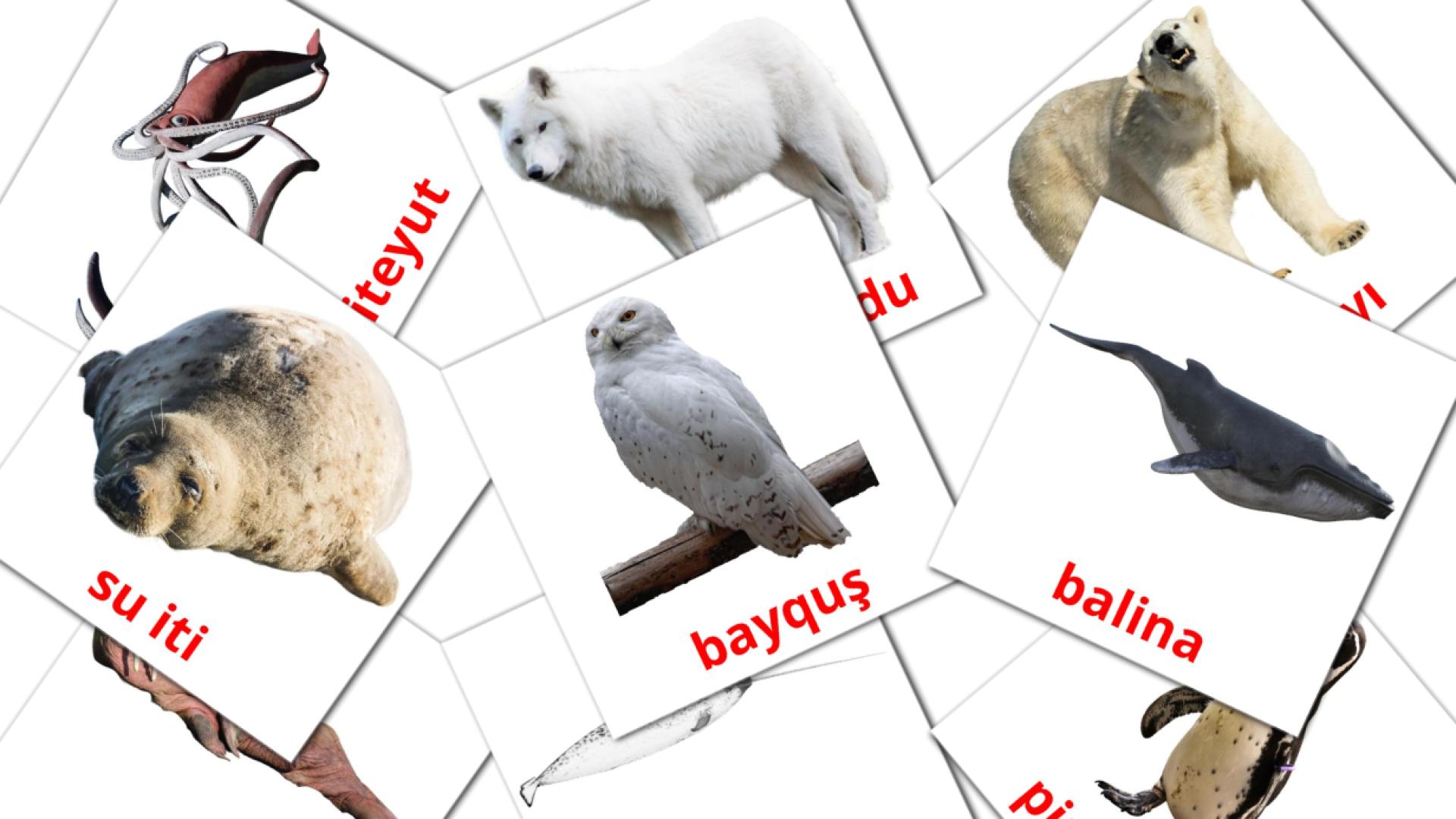 Arctic animals flashcards