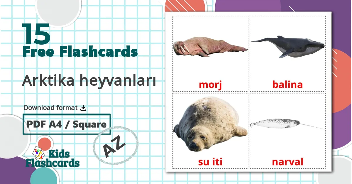 Arctic animals - azerbaijani vocabulary cards