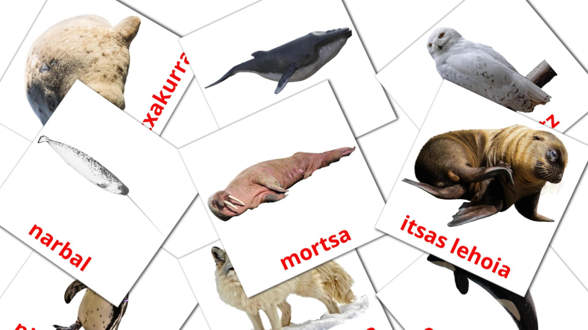 14 Artikoko animaliak flashcards