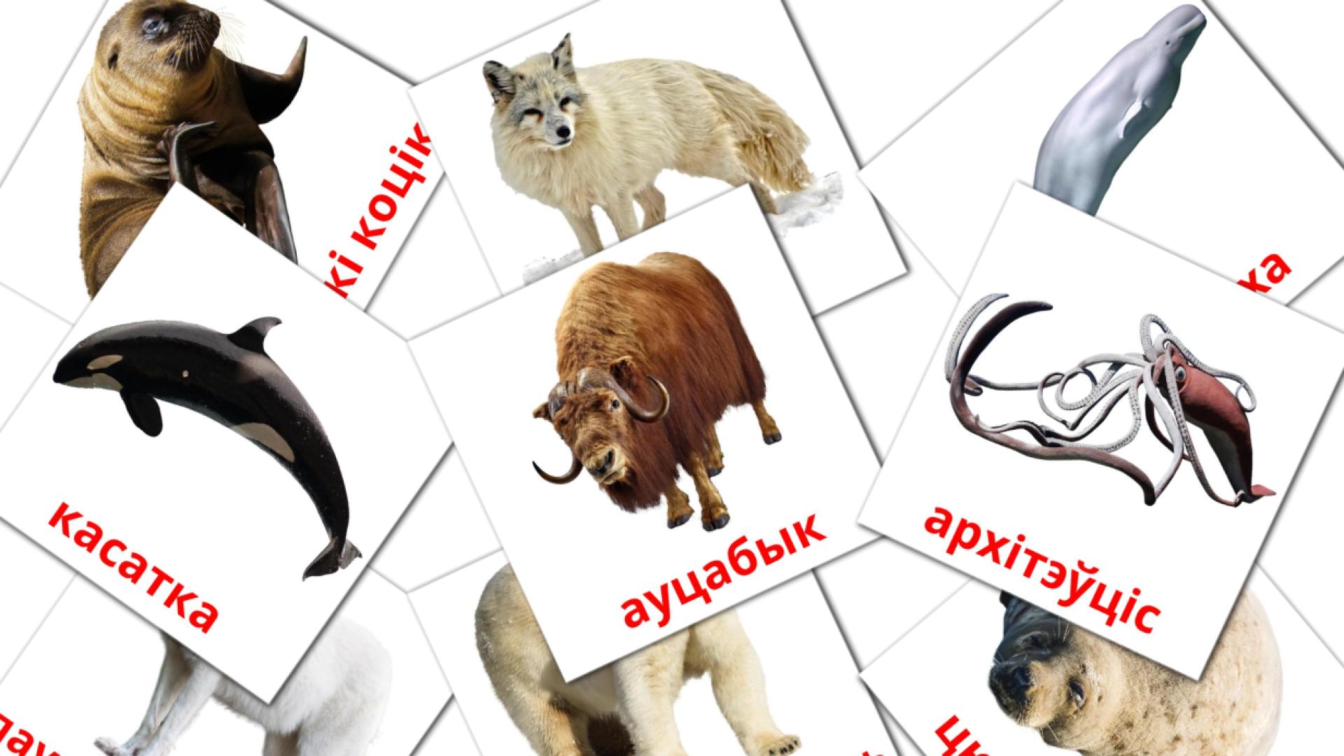 Arctic animals - belarusian vocabulary cards