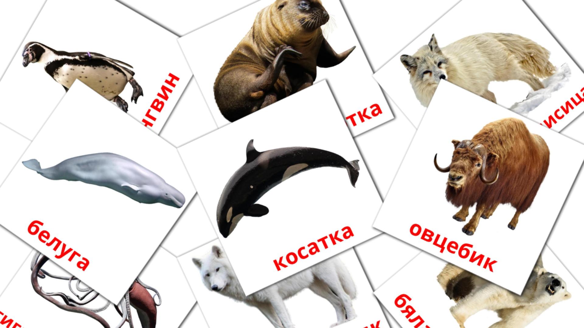 tarjetas didacticas de Арктически животни