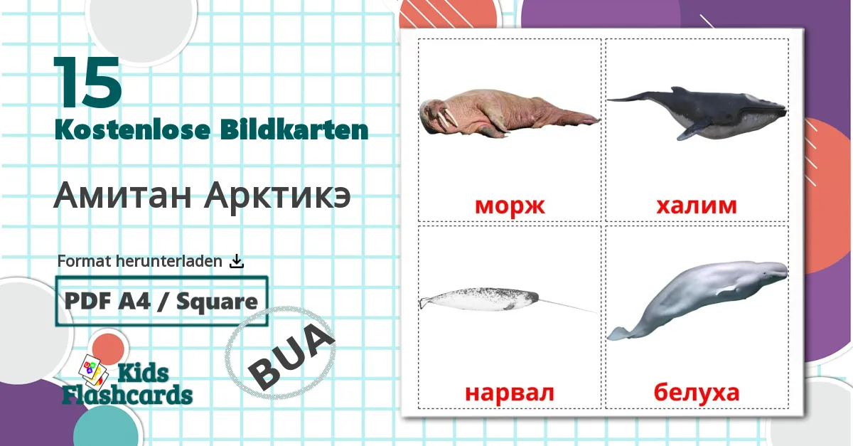 15 Bildkarten für Амитан Арктикэ