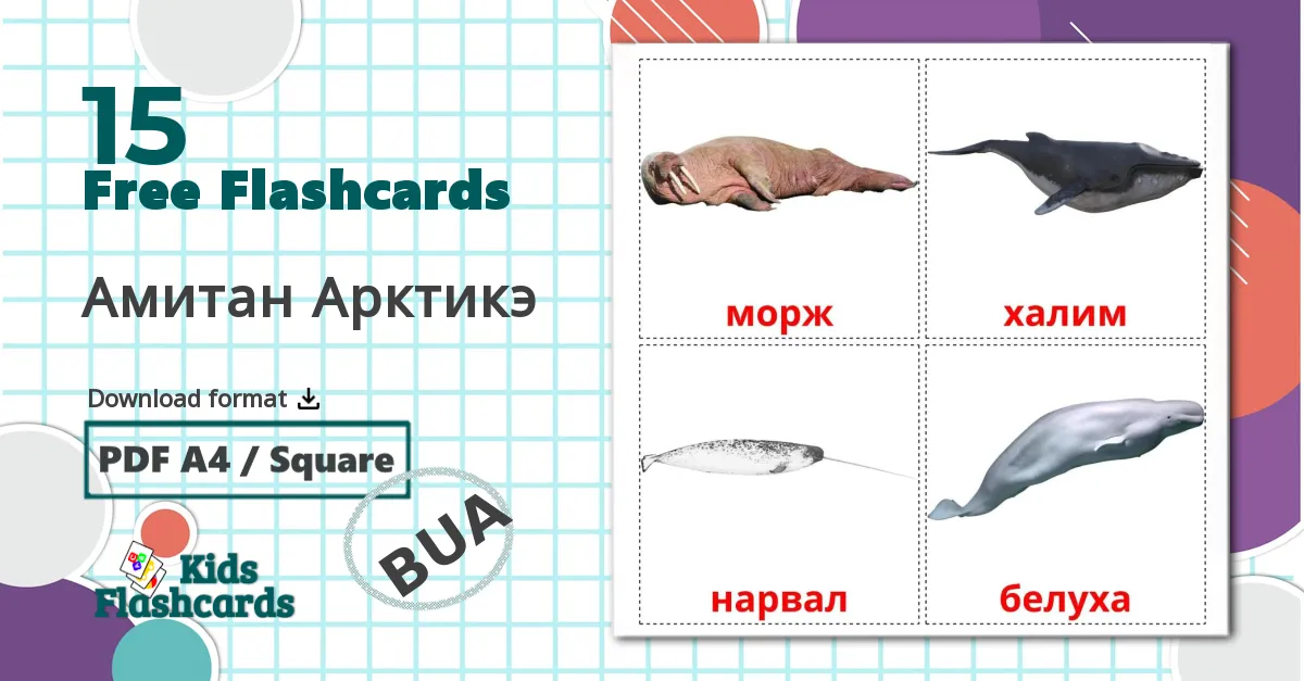 15 Амитан Арктикэ flashcards