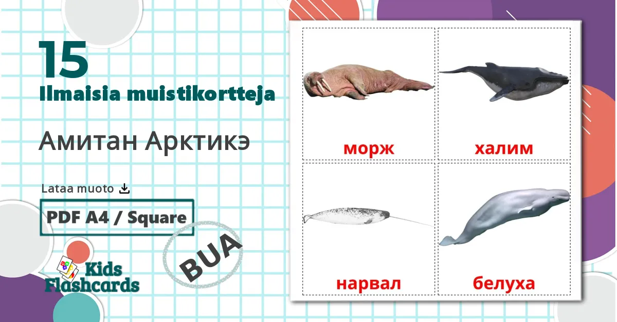 15 Амитан Арктикэ lasten kuvakortit