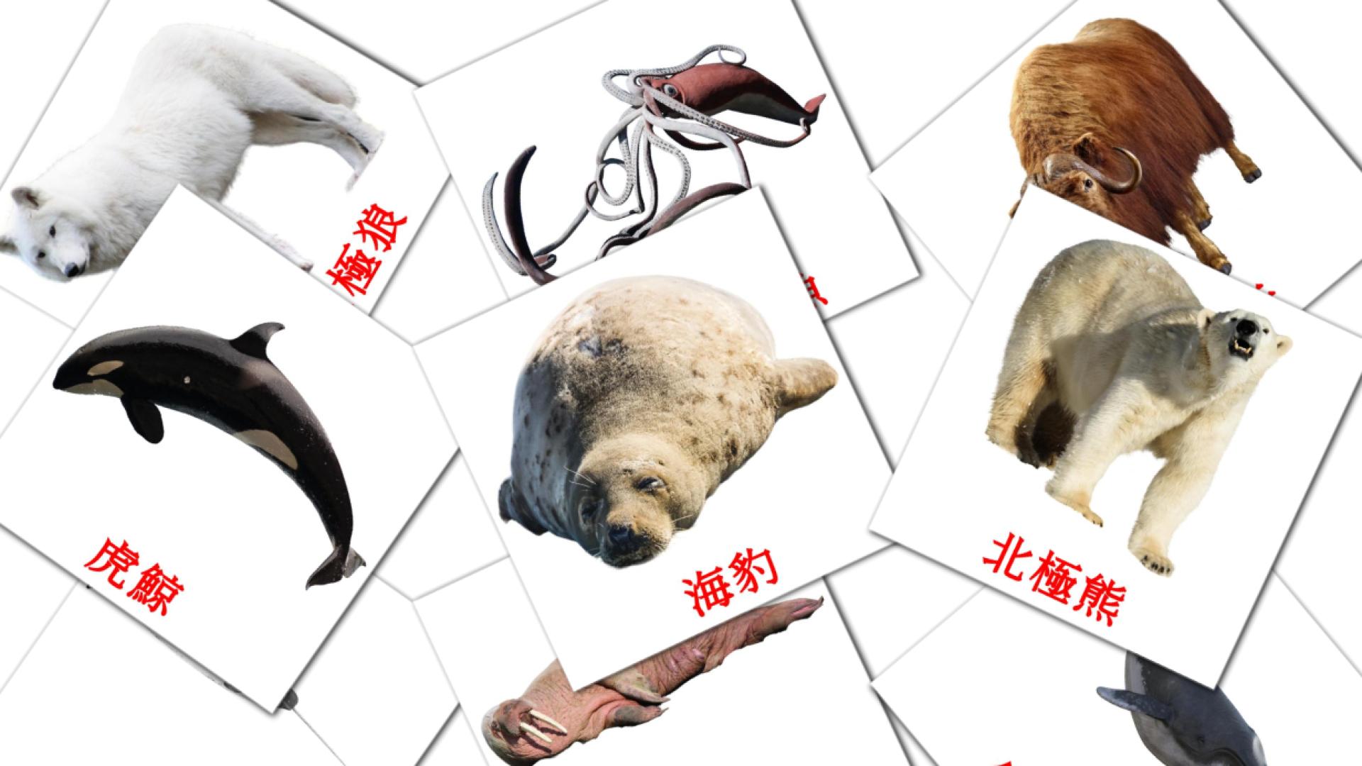 tarjetas didacticas de 極地動物