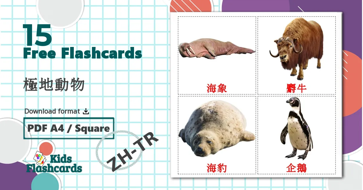 15 極地動物 flashcards