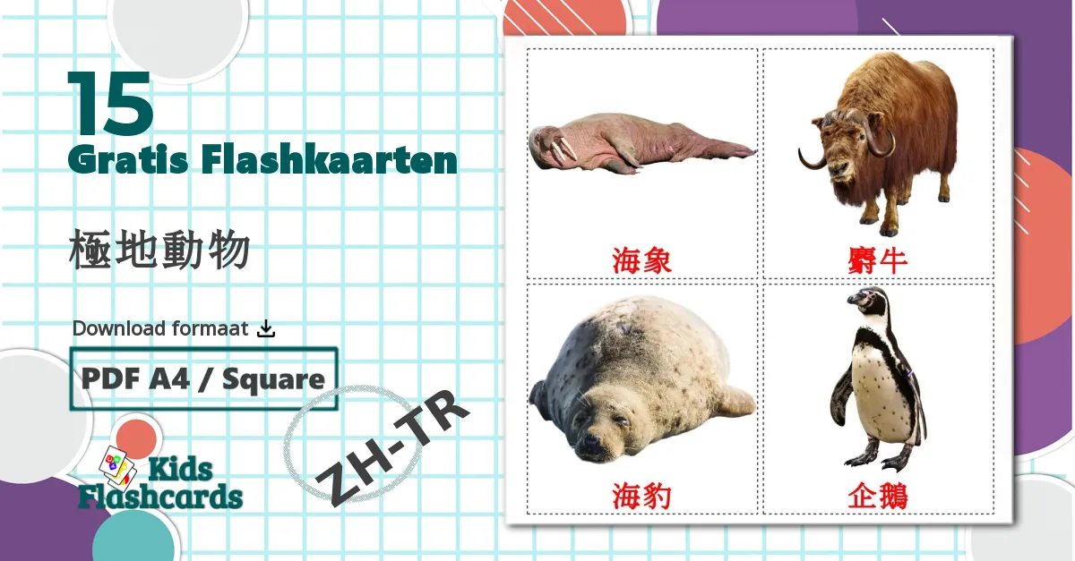 15 Arctische dieren flashcards